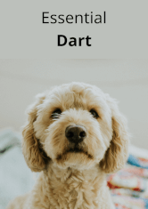 Essential Dart